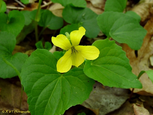 {Viola pubescens}